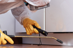 Messie Schädlingsbekämpfung Nettetal